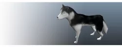 Dog Animation Low-poly  3D model