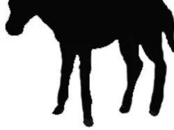 Donkey