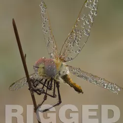 Dragonfly Rigged 3D model