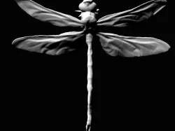 Dragonfly V00