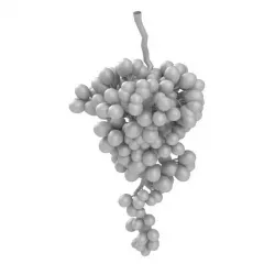 Grape 3D model