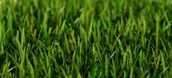 Grass Short A 3D model