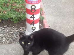 lighthouse house numbers