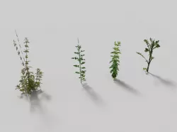 low poyl meadow grass pack Low-poly  3D model