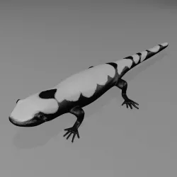 Marbled Salamander 3D model