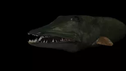 MUSKIE HEAD TEXTURES 3D model