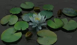 Nymphaea alba 3D model