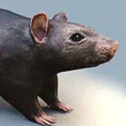 Rat Rigged and Animated Low-poly  3D model