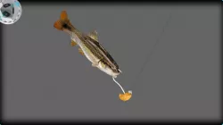 RedTail Chub 3D model