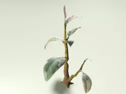Ruber Tree 3D model