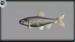 shinner minnow 3D model