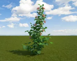 Sierra Currant 3D model