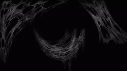 Spider Web 3D model