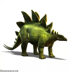 Stegosaurus Low-poly  3D model