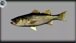striped bass 3D model