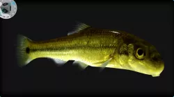 Sucker Minnow 3D model