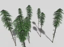tall pine tree Low-poly  3D model
