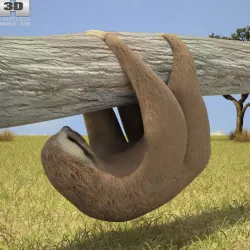 Three-Toed Sloth 3D model