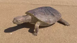 Turtle 3D model