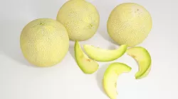 VP Galia Melon 3D model