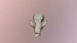 2D-Gray Fox Skull- Multi-BC1135