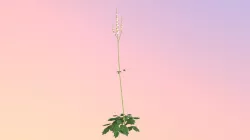 Accepted: LowPoly Black Cohosh (Actaea racemose)