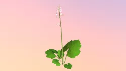 Accepted:LowPoly Foamflower