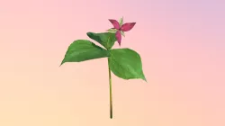Accepted:LowPoly Red Trillium