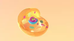 Animal Cell