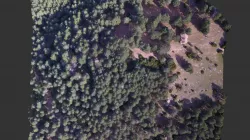 Bosc de pins afectat per processionària
