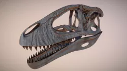Carcharodontosaurus Skull