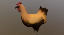 Chicken