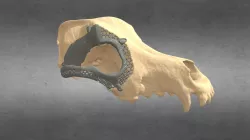 Dog skull prosthesis