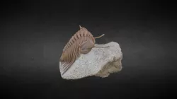 Fossil
