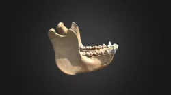 Gorilla gorilla gorilla, mandible