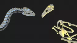 Haast's Eagle and Little Bush Moa