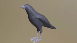 Hawaiian Crow ʻalalā Folding Wings