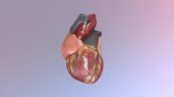 Heart 3D