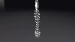 Human-spine-from-ct