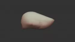 Liver