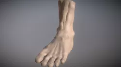 Male Human Foot