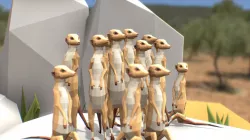Meerkats