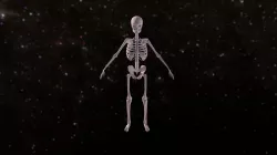 Moranskeleton3-5