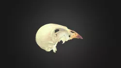 Serinus serinus, skull