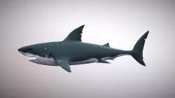Shark