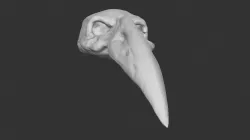 Stylized Skull