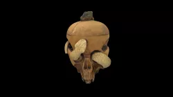 Tobacco jar in the shape of a skull