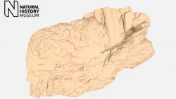 Toxodon – fragment of right of jaw with 5 teeth