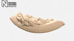 Toxodon - left upper incisor or front tooth