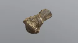 USNM PAL 611921 Giant Ground Sloth Humerus